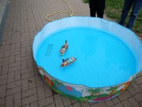 DSCF3554